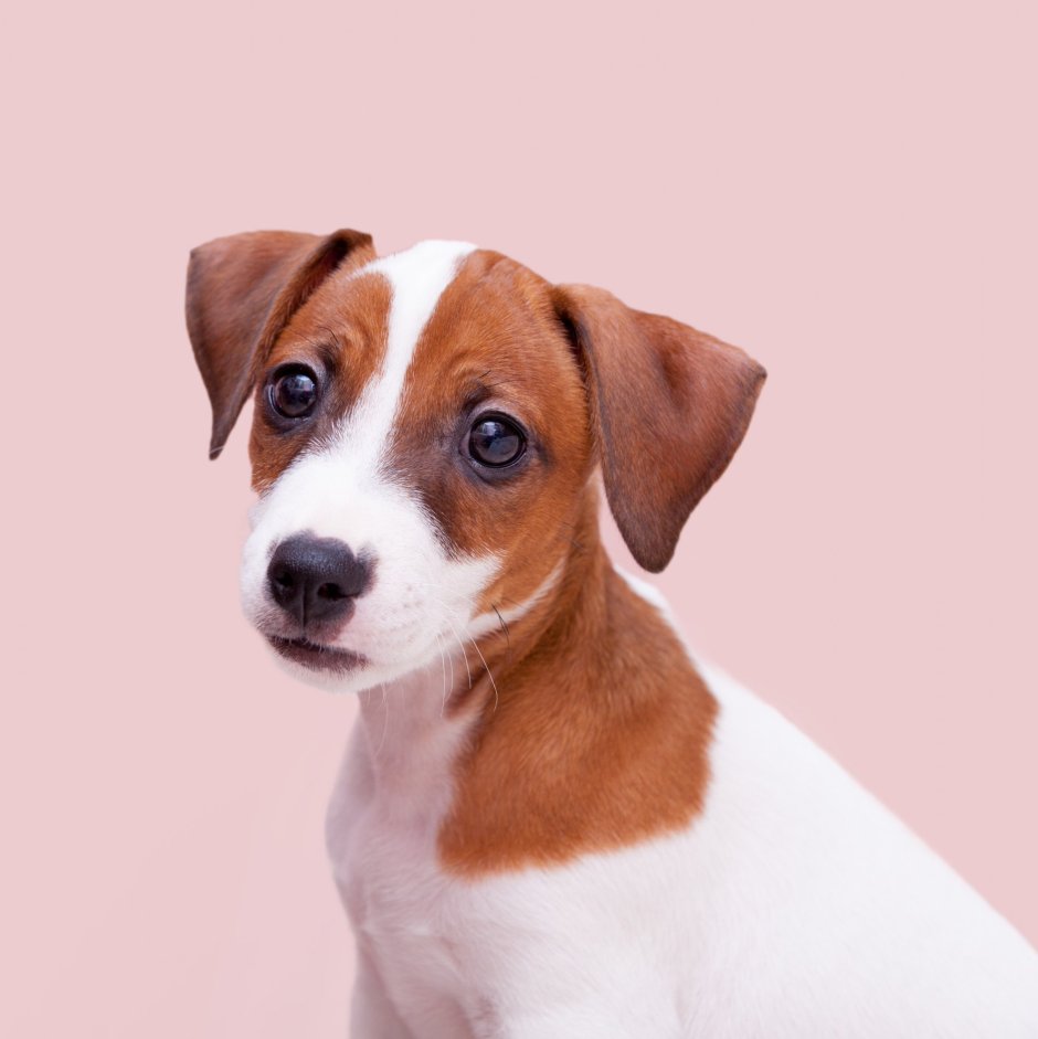 Парсон Рассел лапы