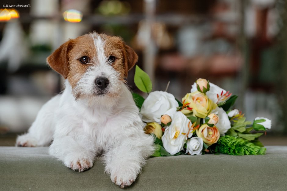 Джек-Рассел-терьер черный