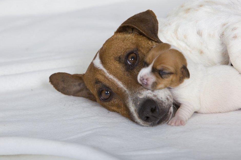 Джек Рассел рост