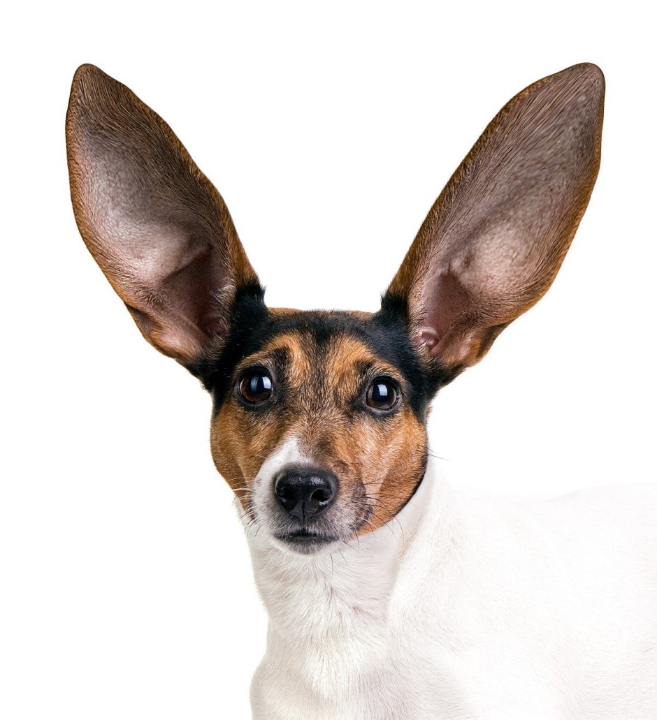 Джек-Рассел-терьер породы собак