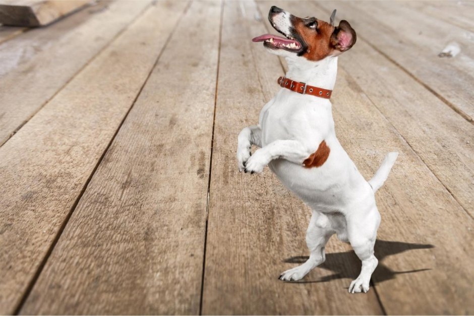 Джек Рассел с хвостом колечком