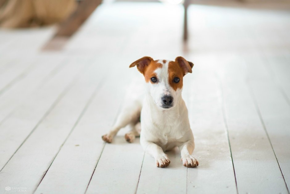 Собака Джек Рассел и кега