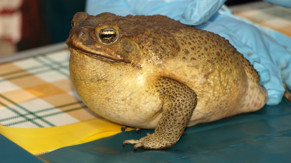 Big toad лягушка