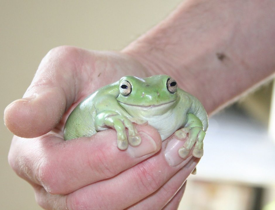 Южно африканской Жабы Bufo superciliaris