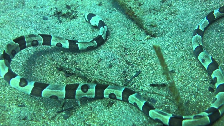 Banded Snake eel