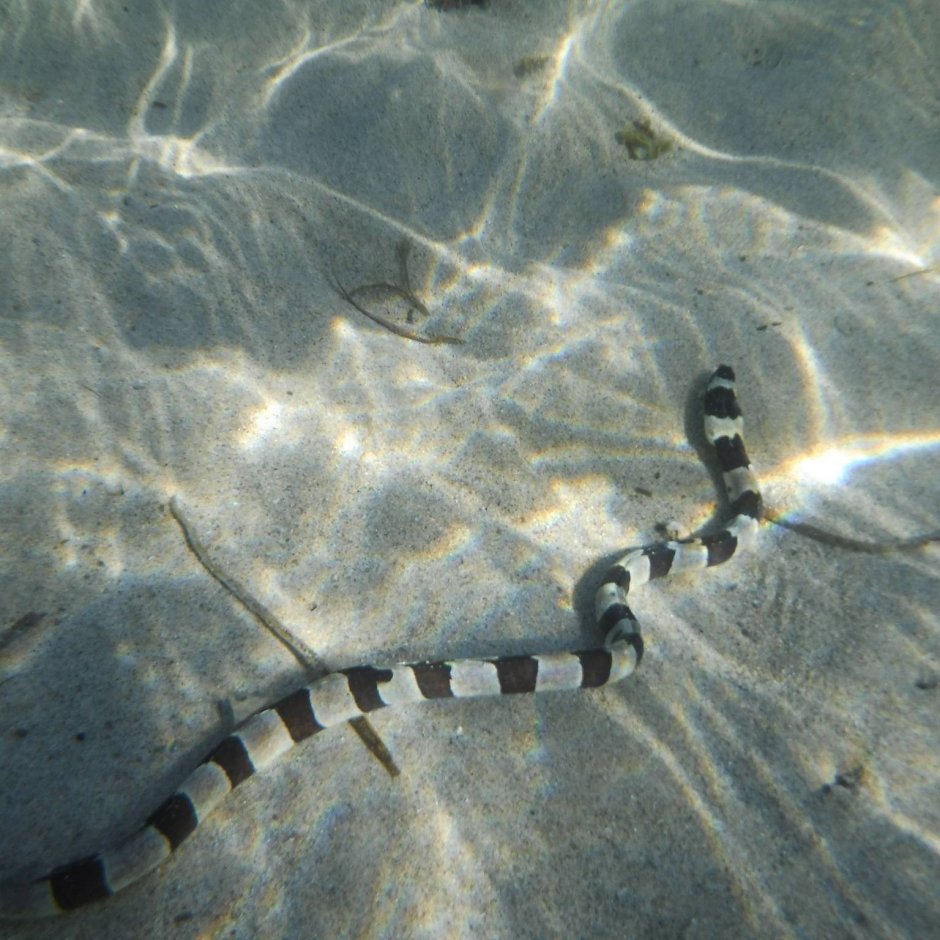 Морская змея Бали Крайт