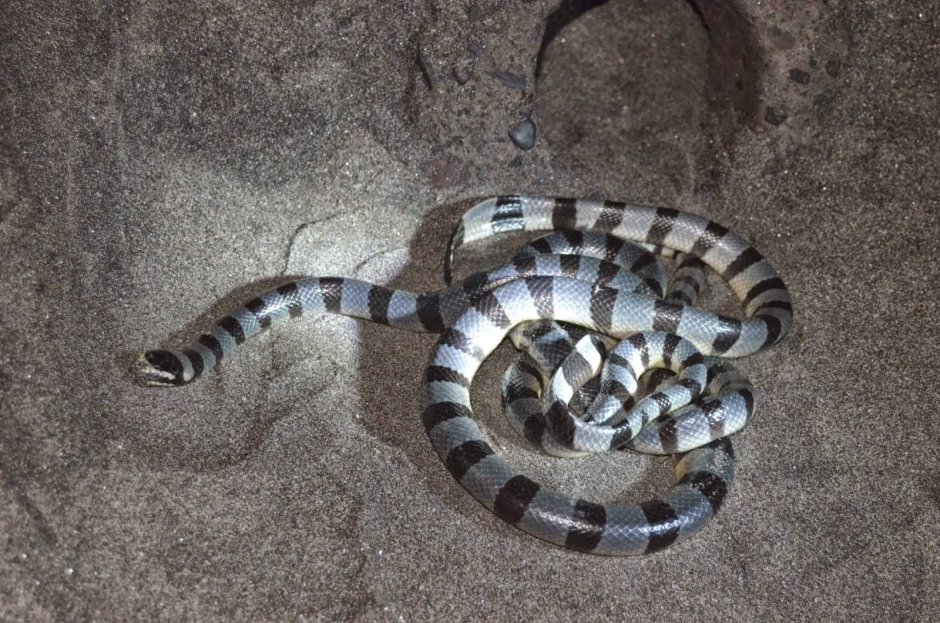 Морская змея Астроция