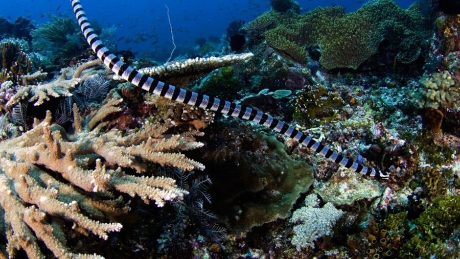 Морские змеи в японском море