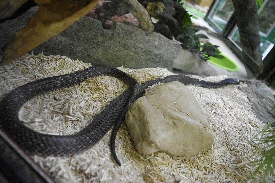 Морские змеи в Приморском крае