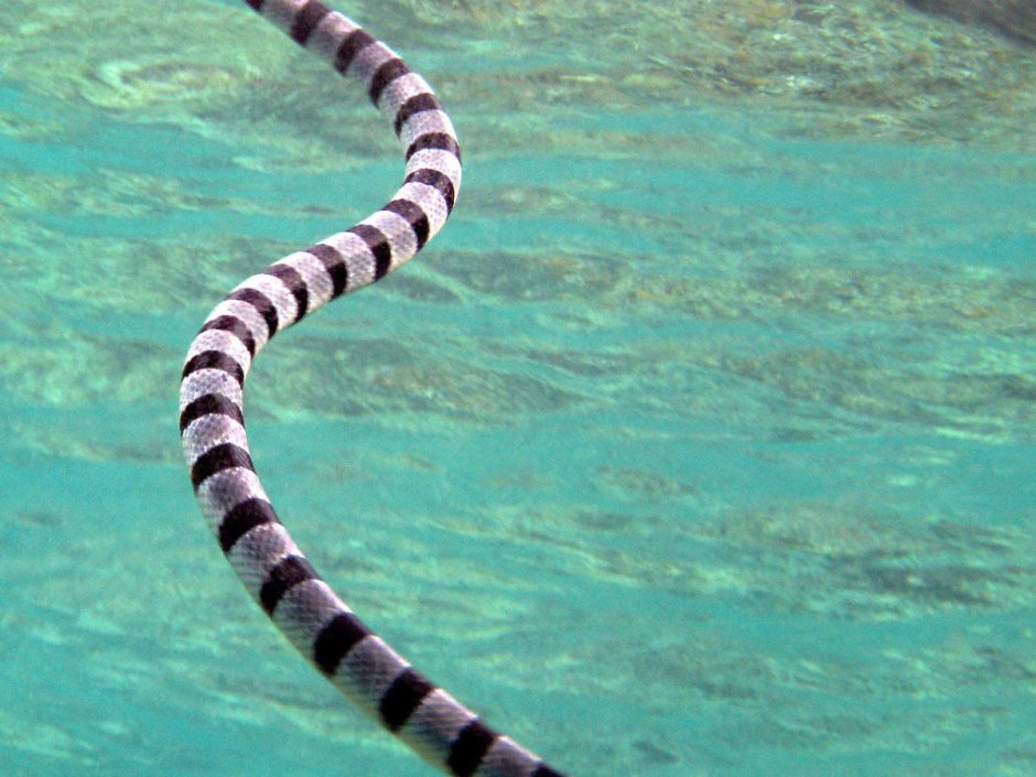 Морская змея кольчатый