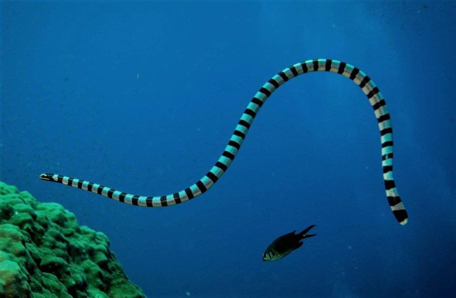 Ужевидный морской Крайт