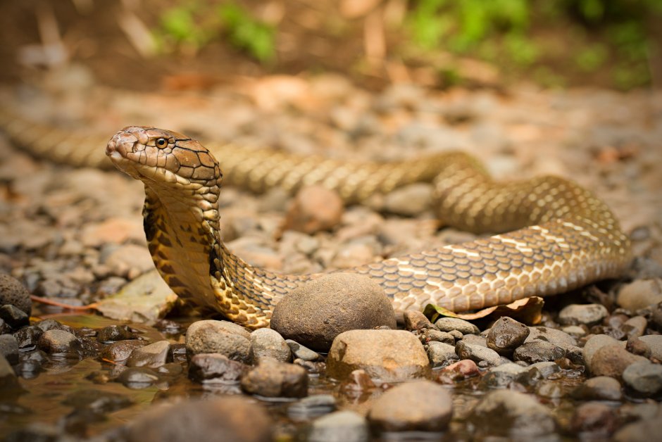 Морская змея Бали Крайт