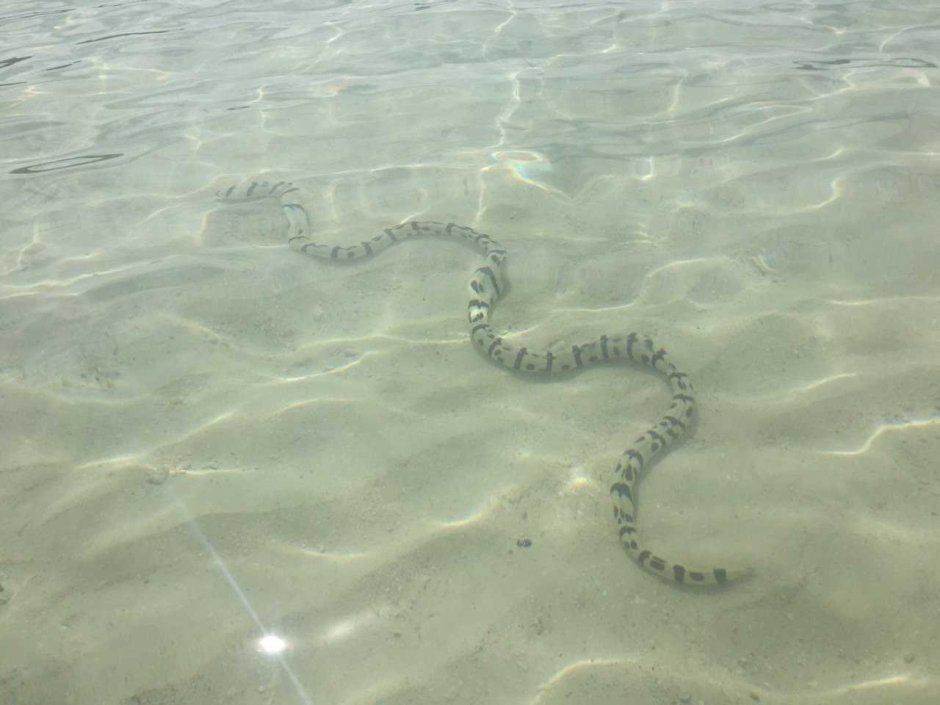 Змеи на Бали