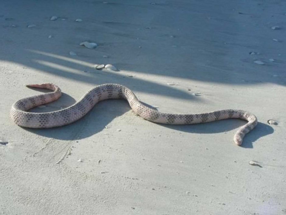 Морская змея плоскохвост