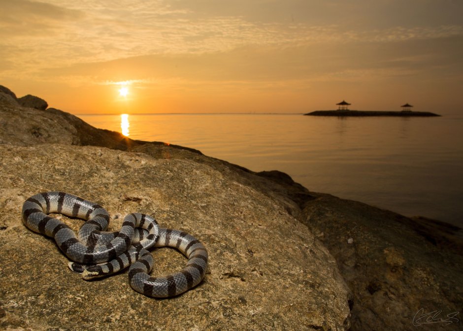 Water Moccasin змея