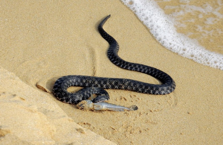 Palaeophis colossaeus