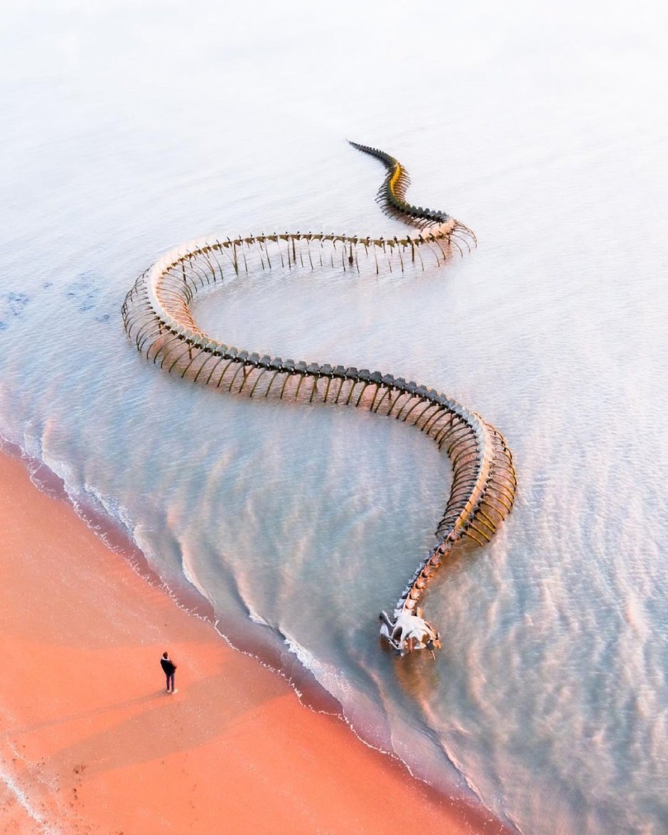 Морская змея Белчера