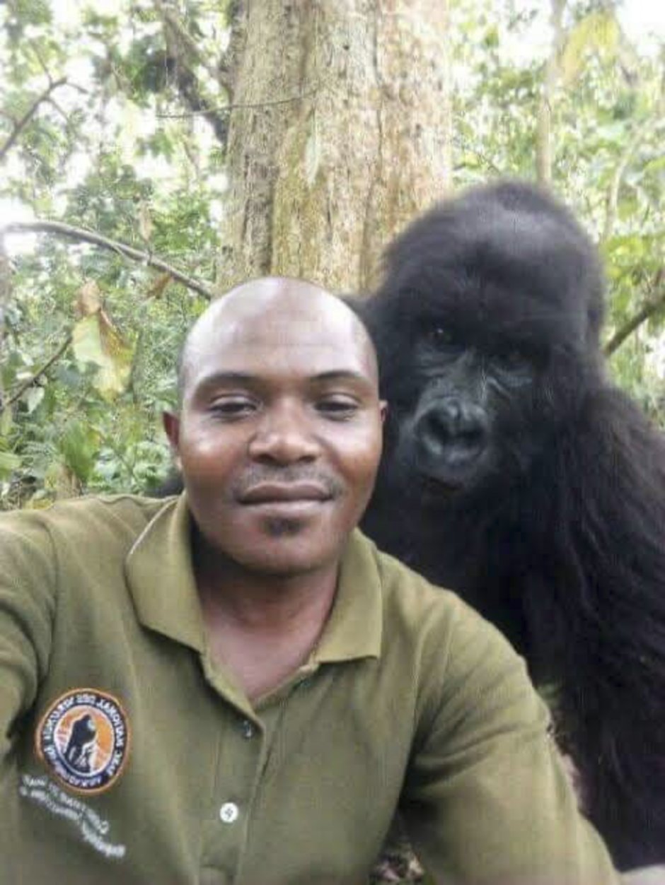 Silver Black Gorilla