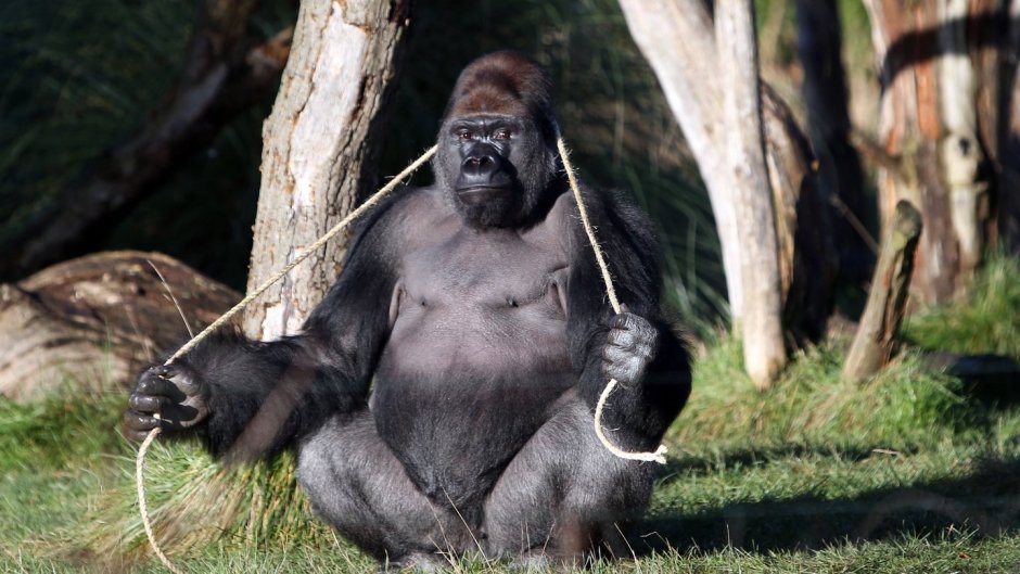 Горилла самец Shabani