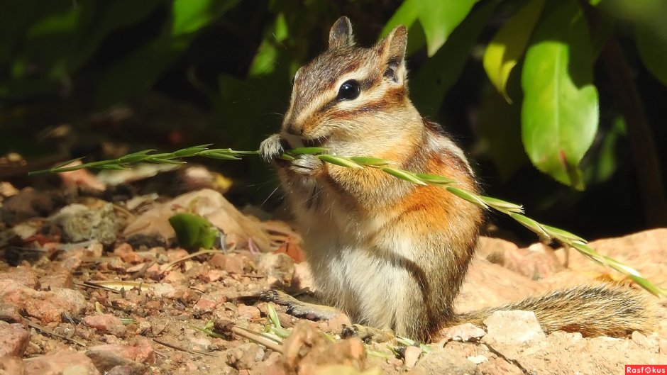 Азиатских бурундуков (Tamias sibiricus)