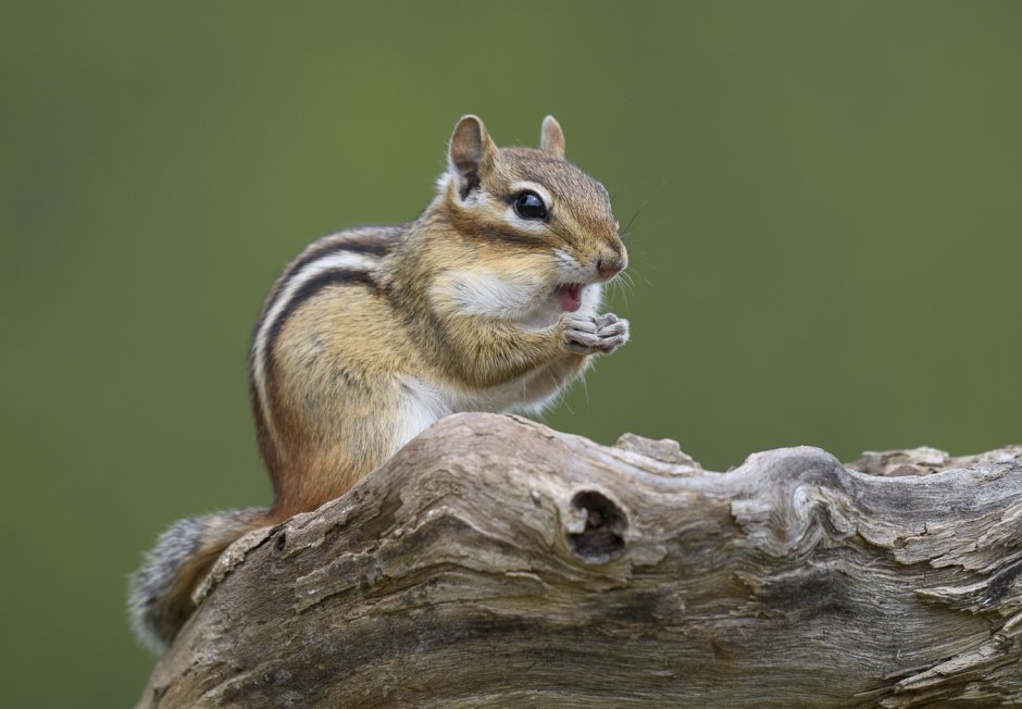 Восточный бурундук (Tamias striatus