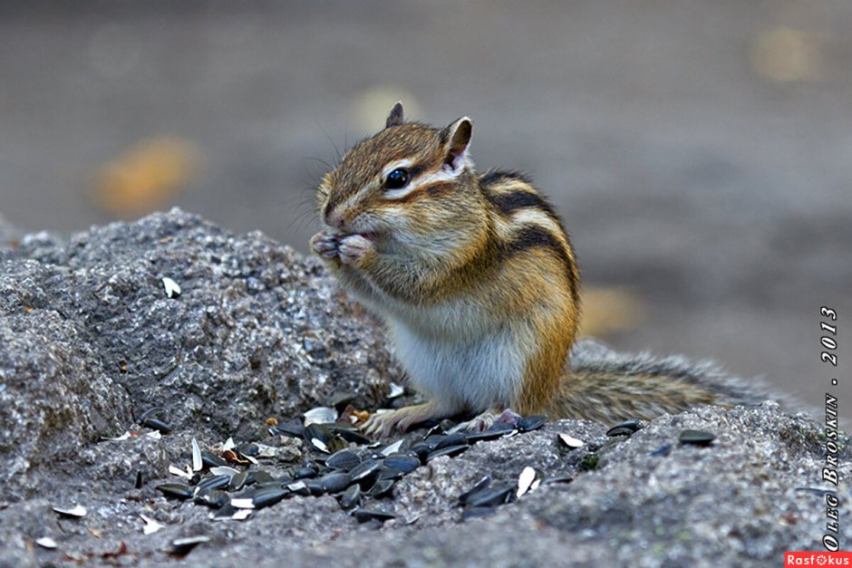 Азиатских бурундуков (Tamias sibiricus)