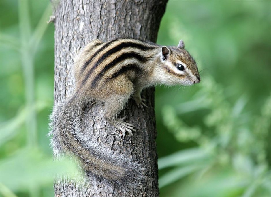 Eutamias sibiricus