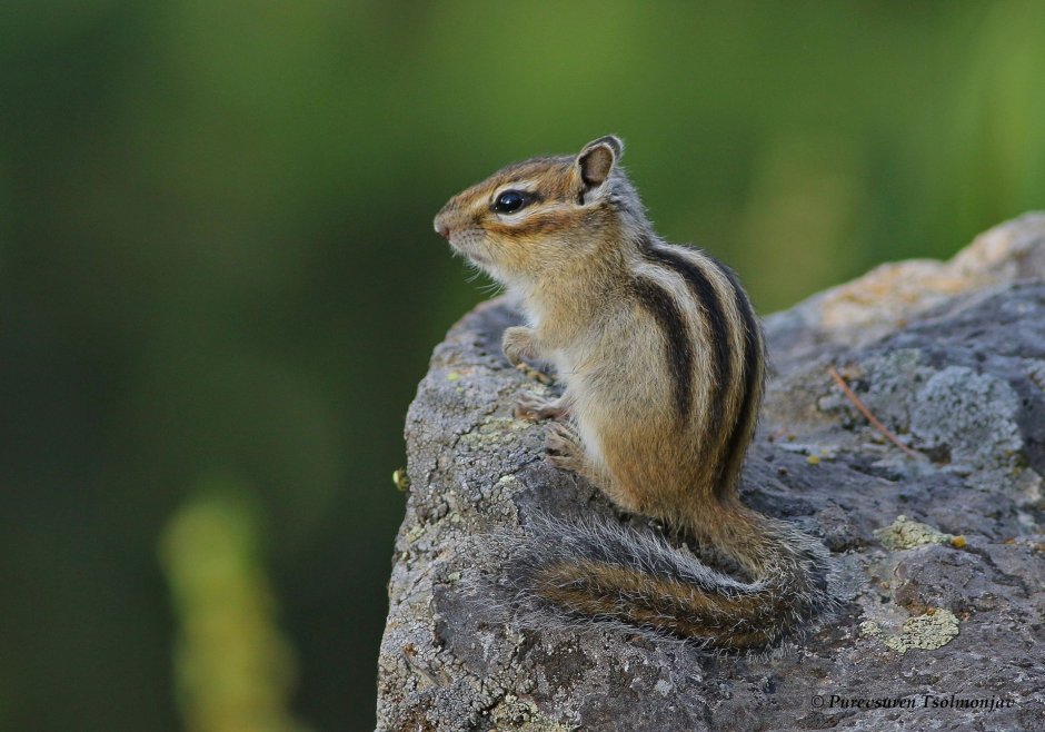 Восточный бурундук (Tamias striatus