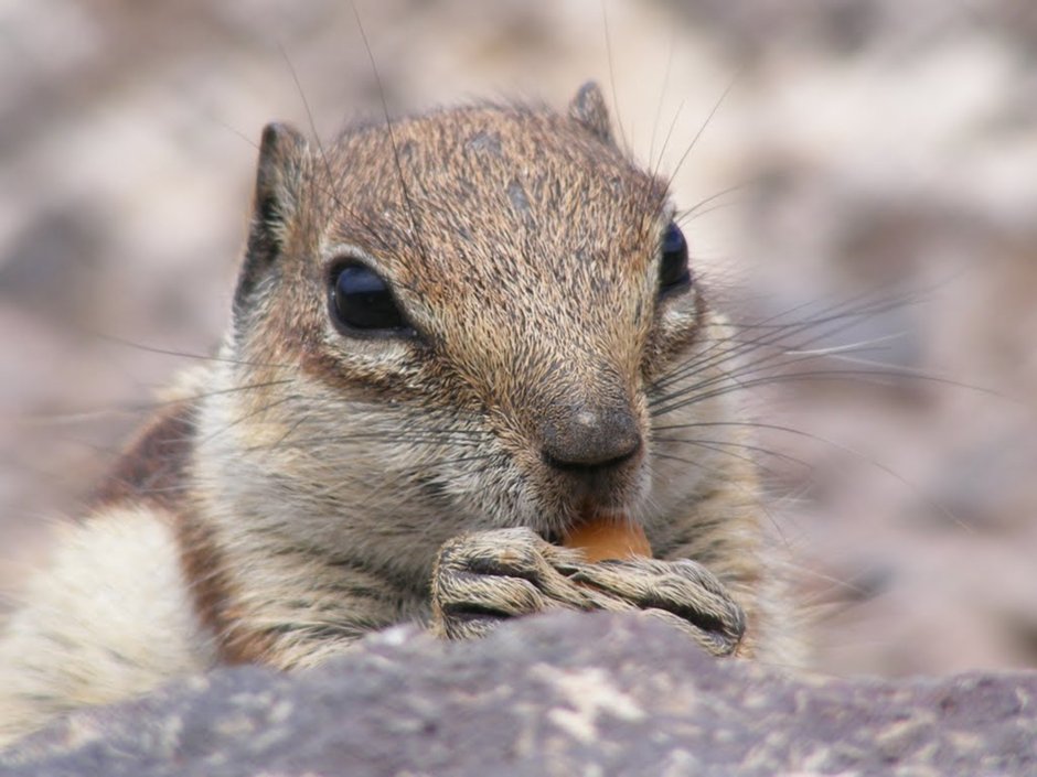 Tamias cinereicollis