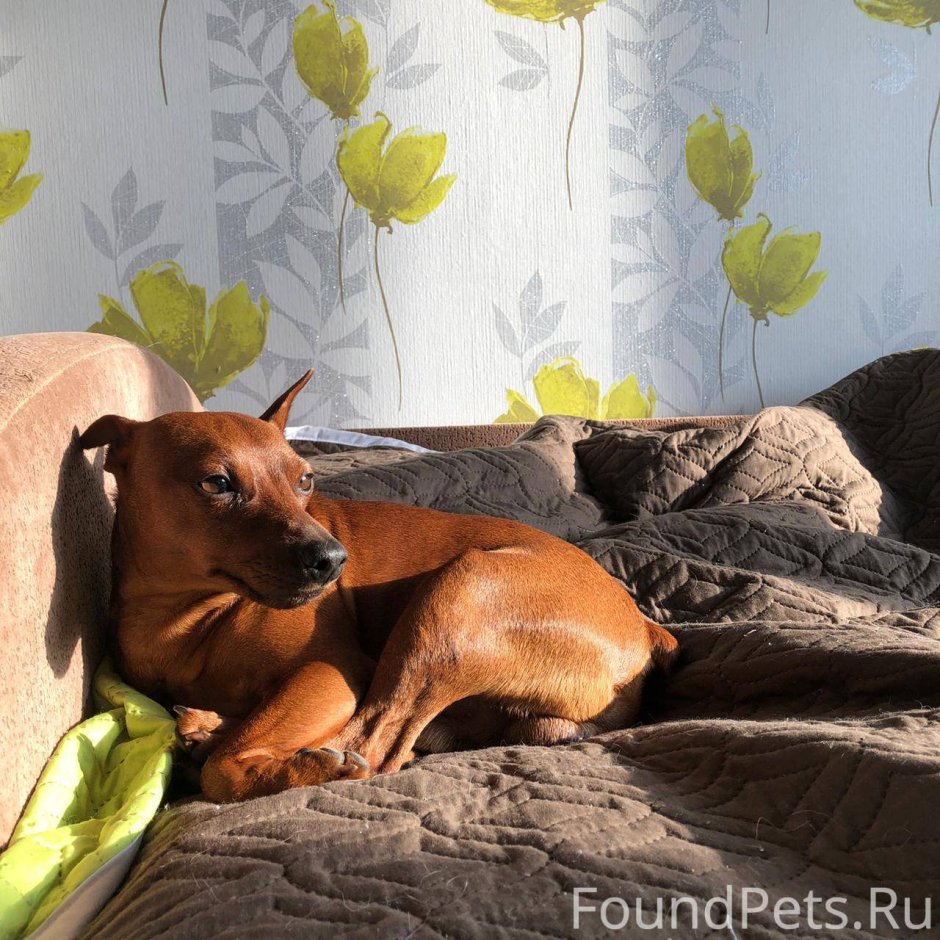 Цвергпинчер рыжий некупированный