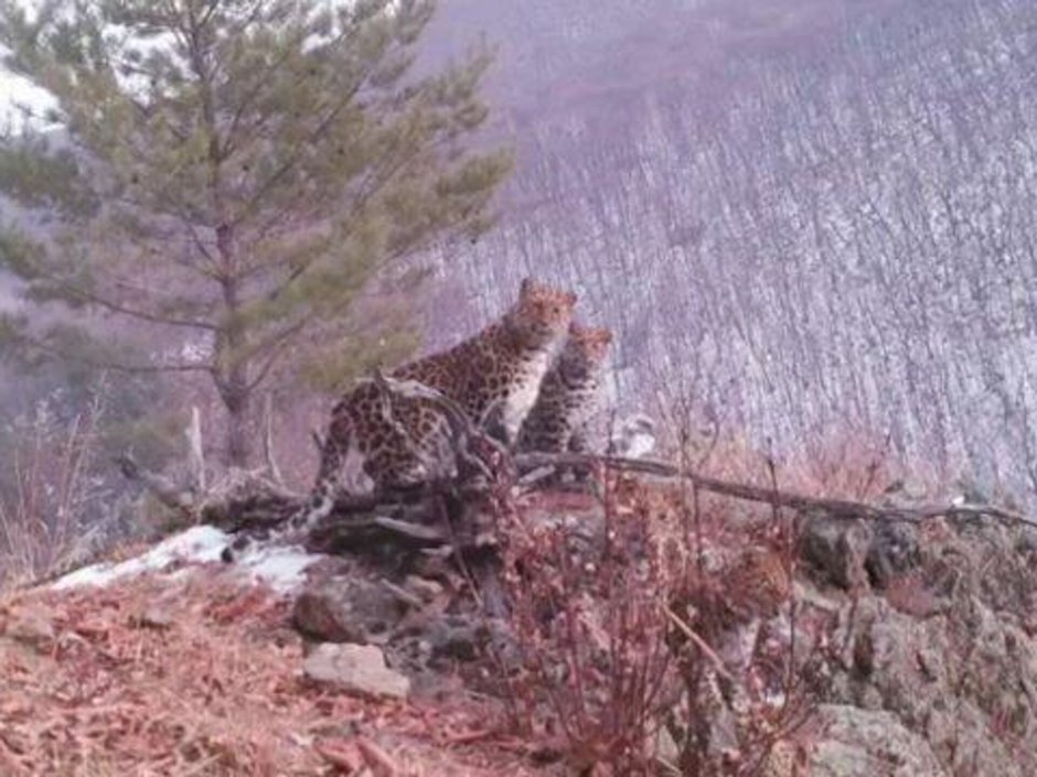 Редкий Дальневосточный леопард вышел к дому