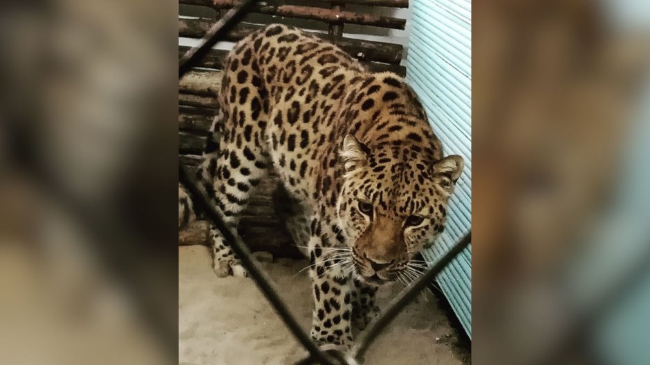 Дальневосточный леопард фурри