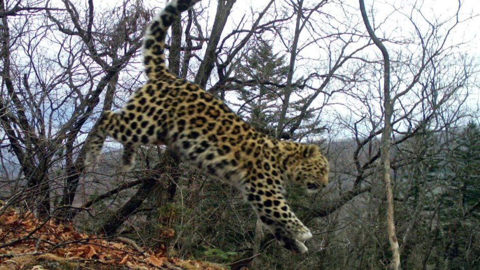 Дальневосточный леопард (Panthera pardus orientalis)