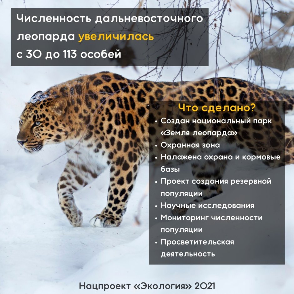 Леопард черно белый