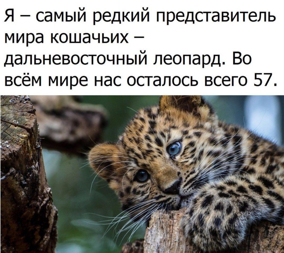 Дальневосточный леопард численность в 2020