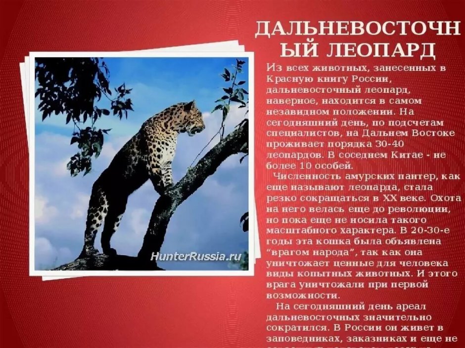 Дальневосточный леопард