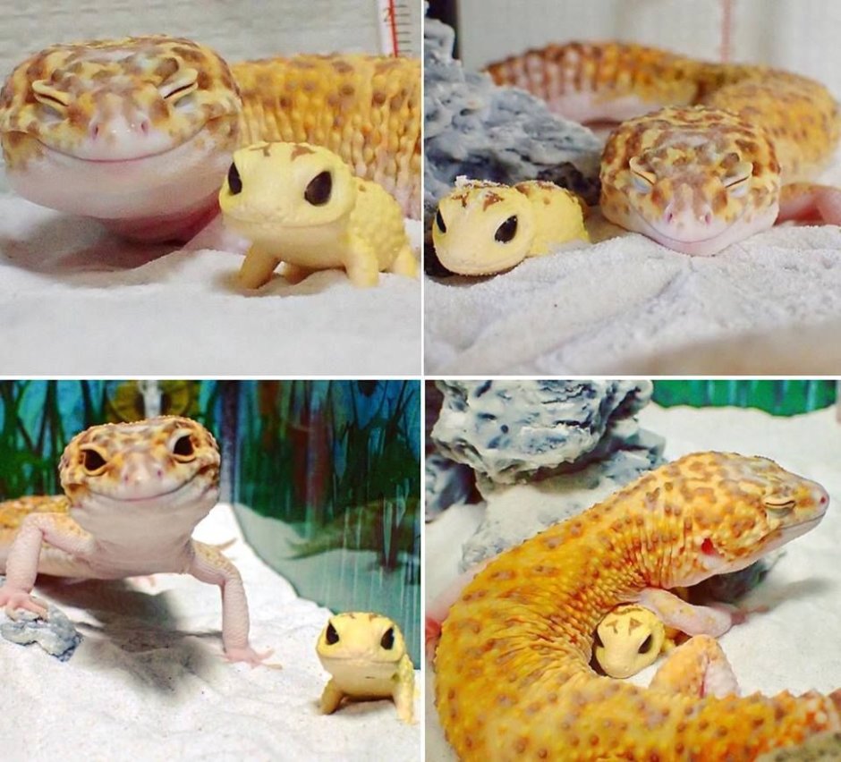 Домашняя ящерица эублефар