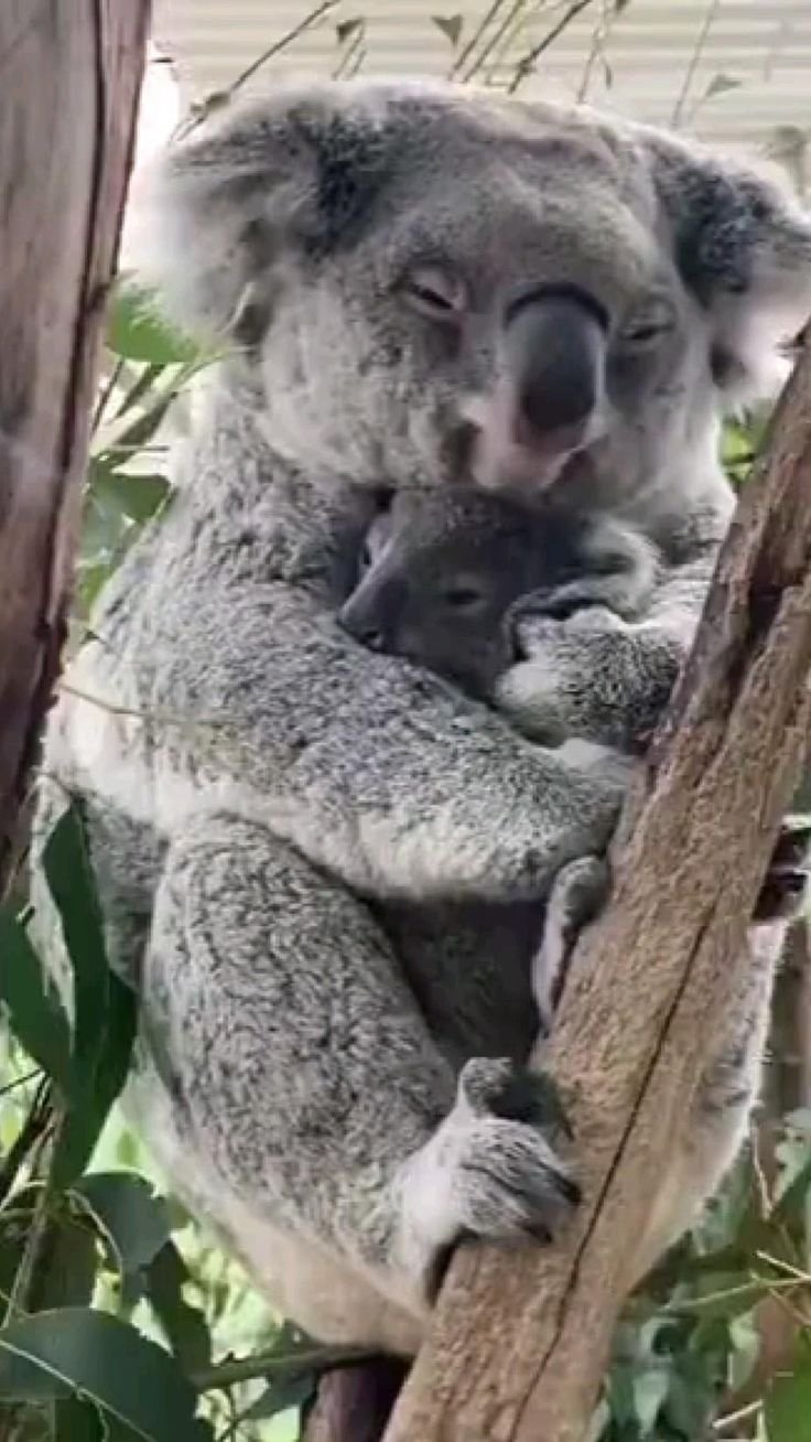 Побег из зоопарка с коалой