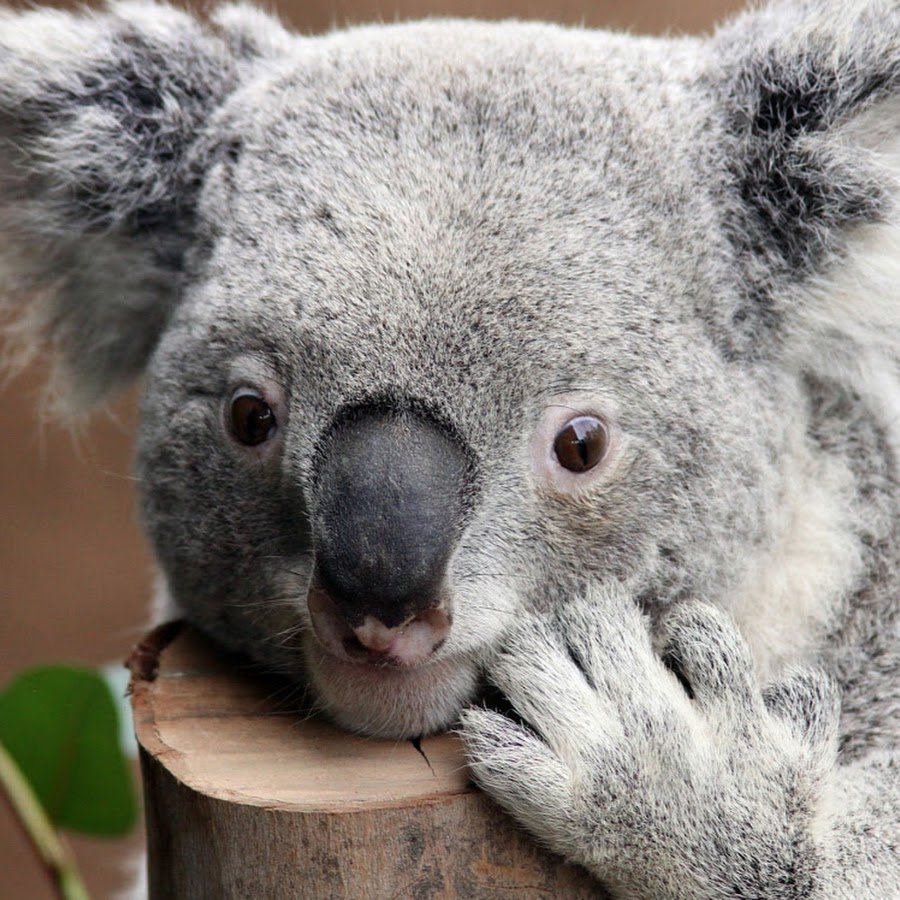 Koala "Koala (Promo)"