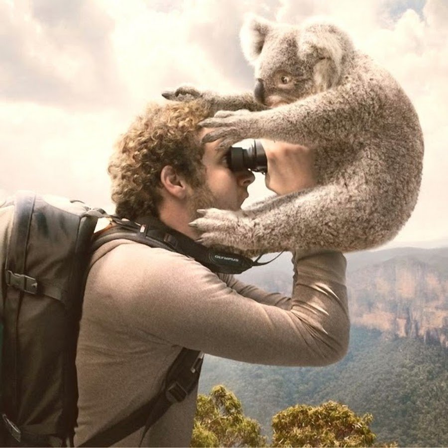 Забавные коалы