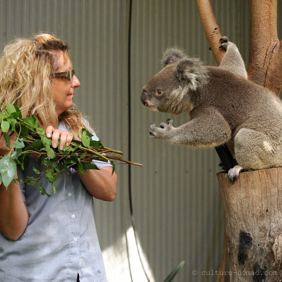 Спасение животных в Австралии