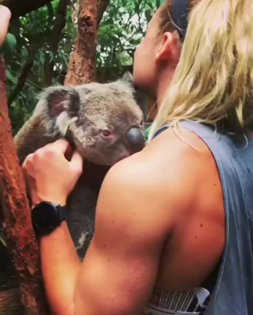 Огромная коала