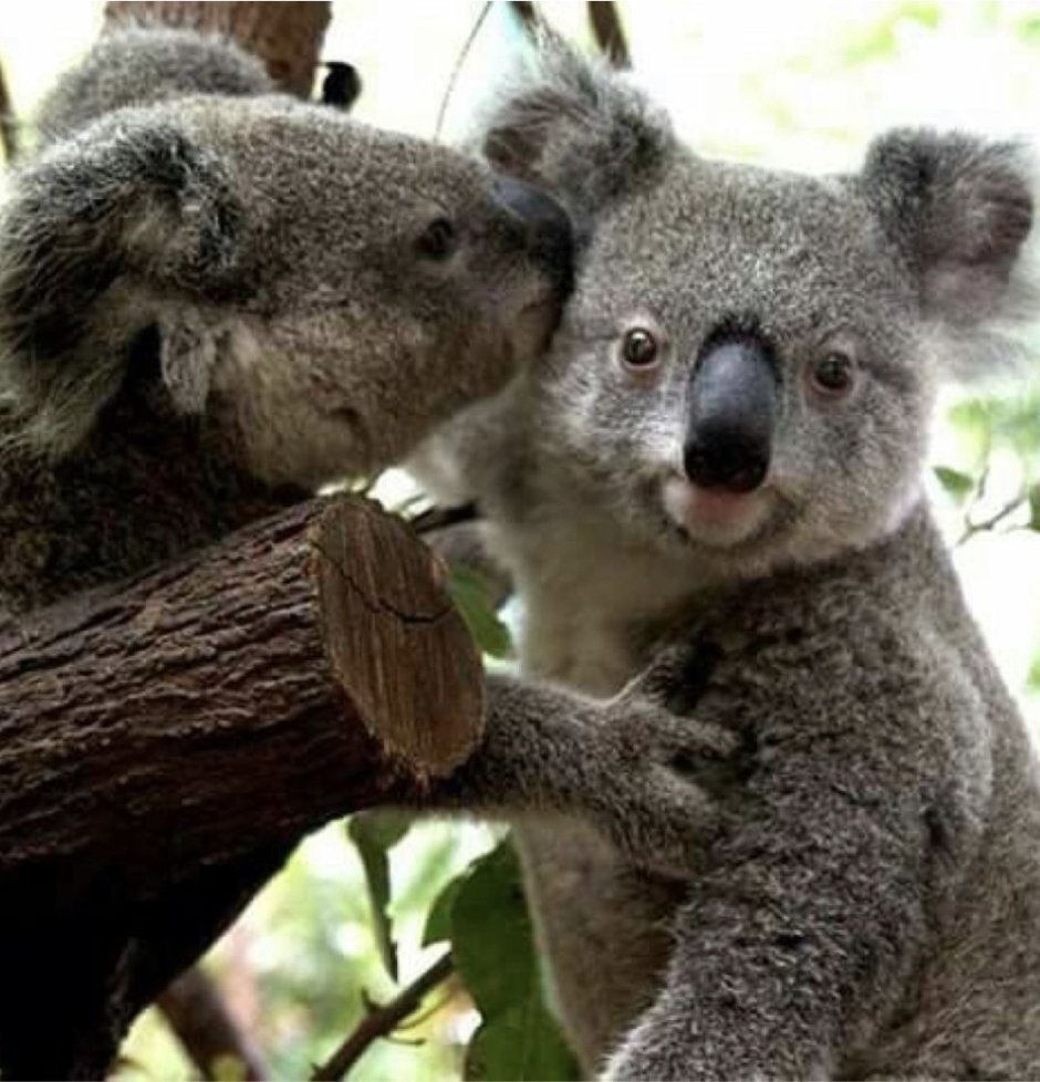 Самые милые животные