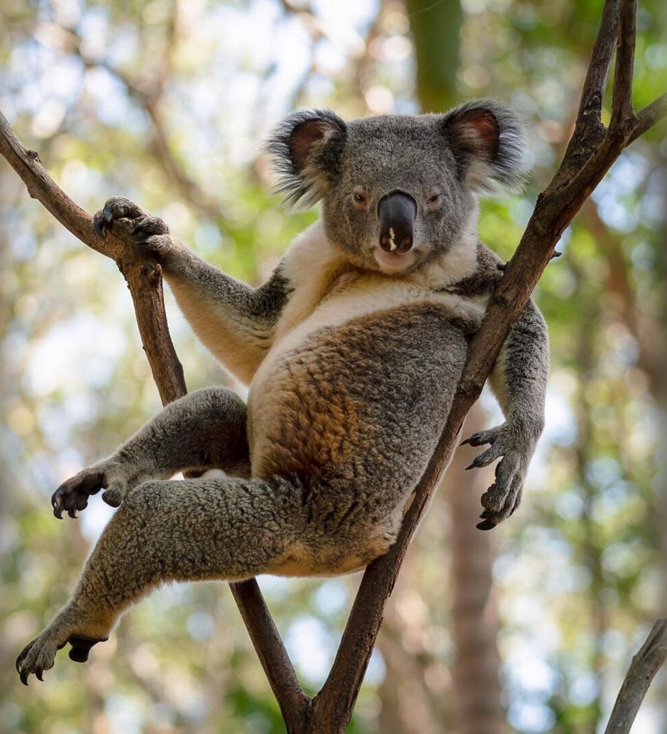Падающий медведь Австралия