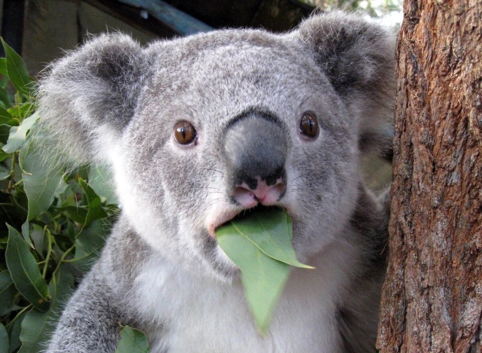 Смешная коала