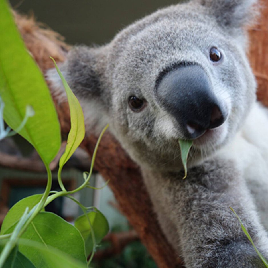 Кенгуру Квокка с людьми