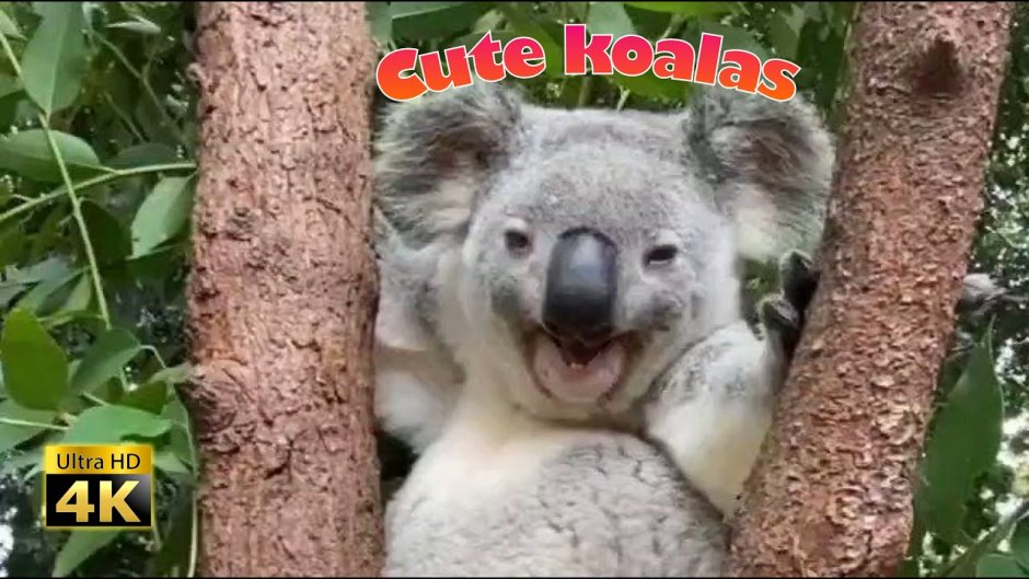 Коала пьет из ложки