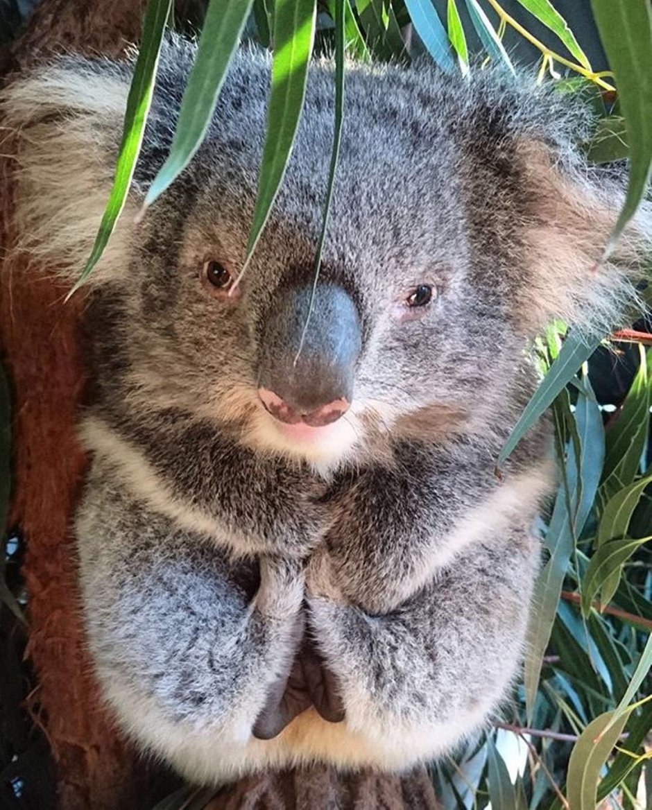 Забавные коалы