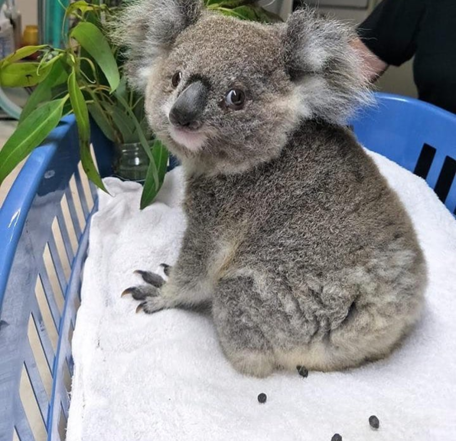 Смешная коала