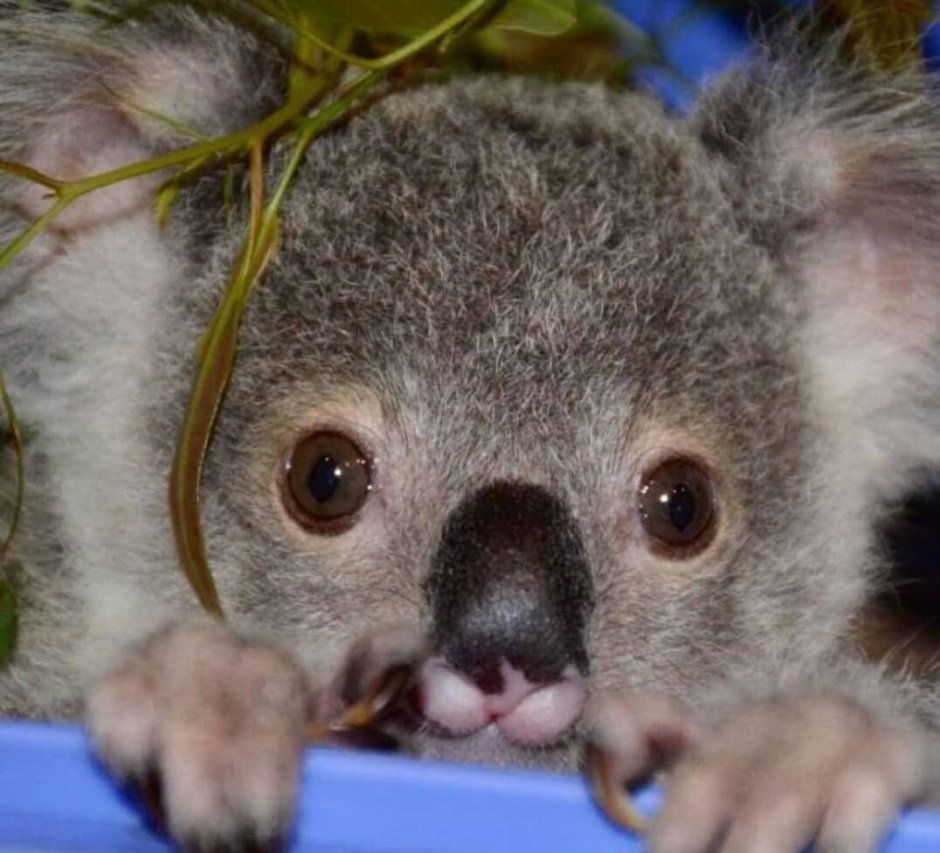 Удивленный коала
